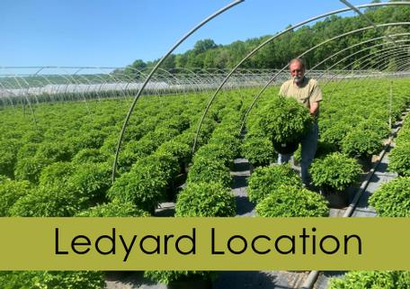 Ledyard Location