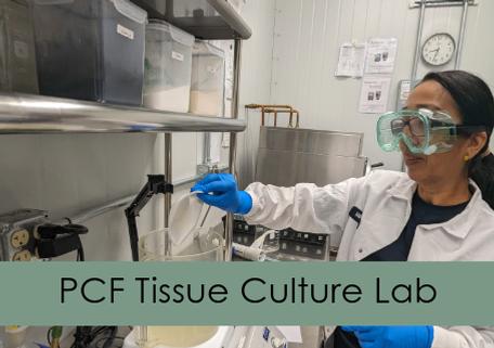 PCF TISSUE CULTURE LAB