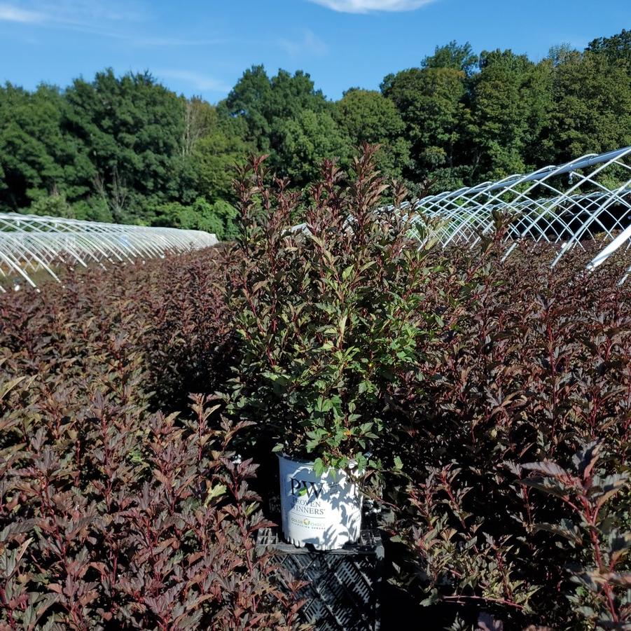 Physocarpus opulifolius Summer Wine®