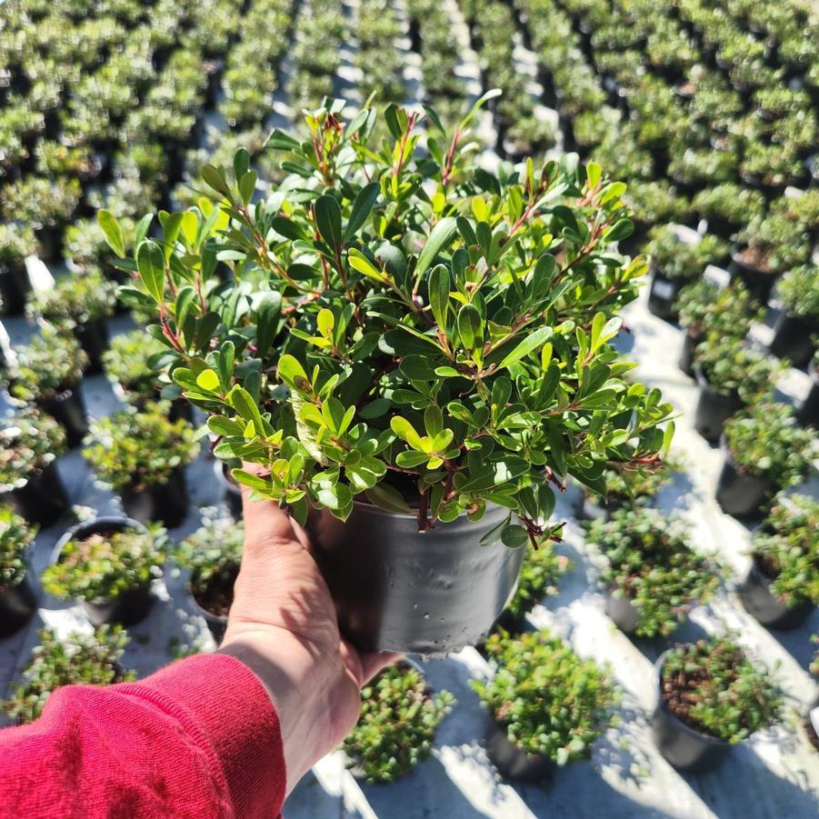 Arctostaphylos uva-ursi 'Massachusetts'