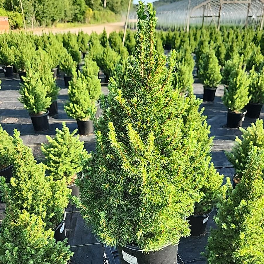 Picea glauca 'Conica'