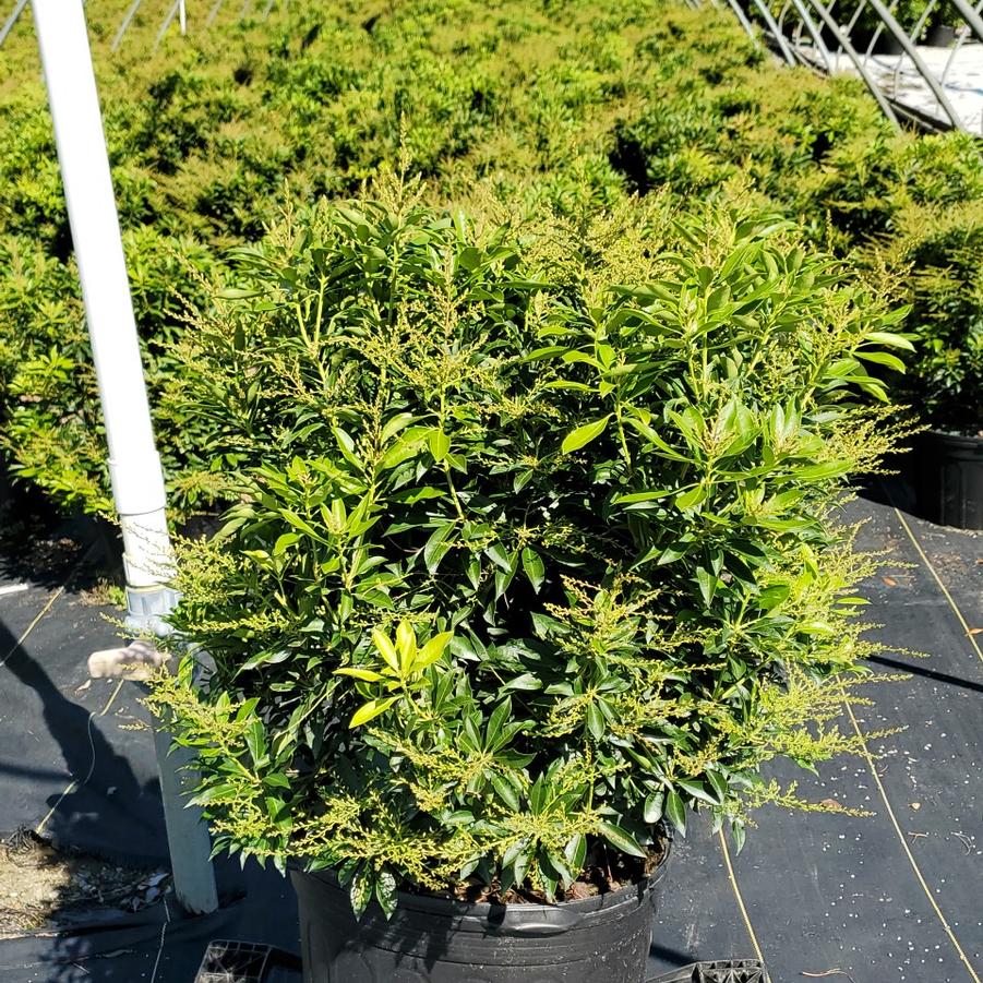 Pieris jap. Compacta