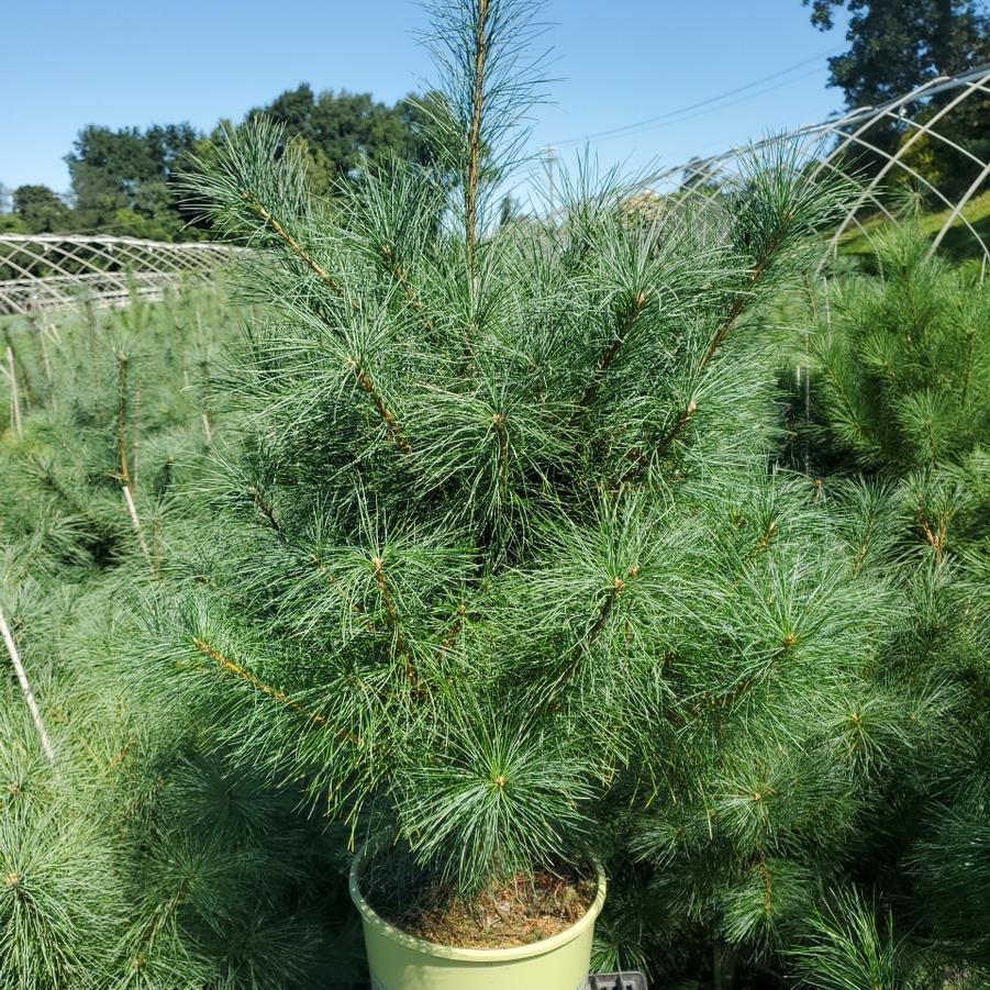 Pinus strobus 