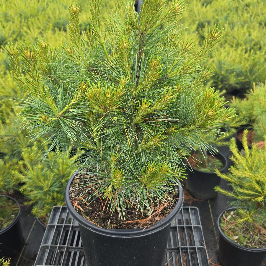 Pinus strobus 'Blue Shag'