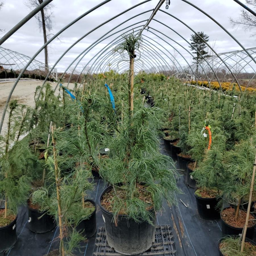 Pinus strobus Torulosa