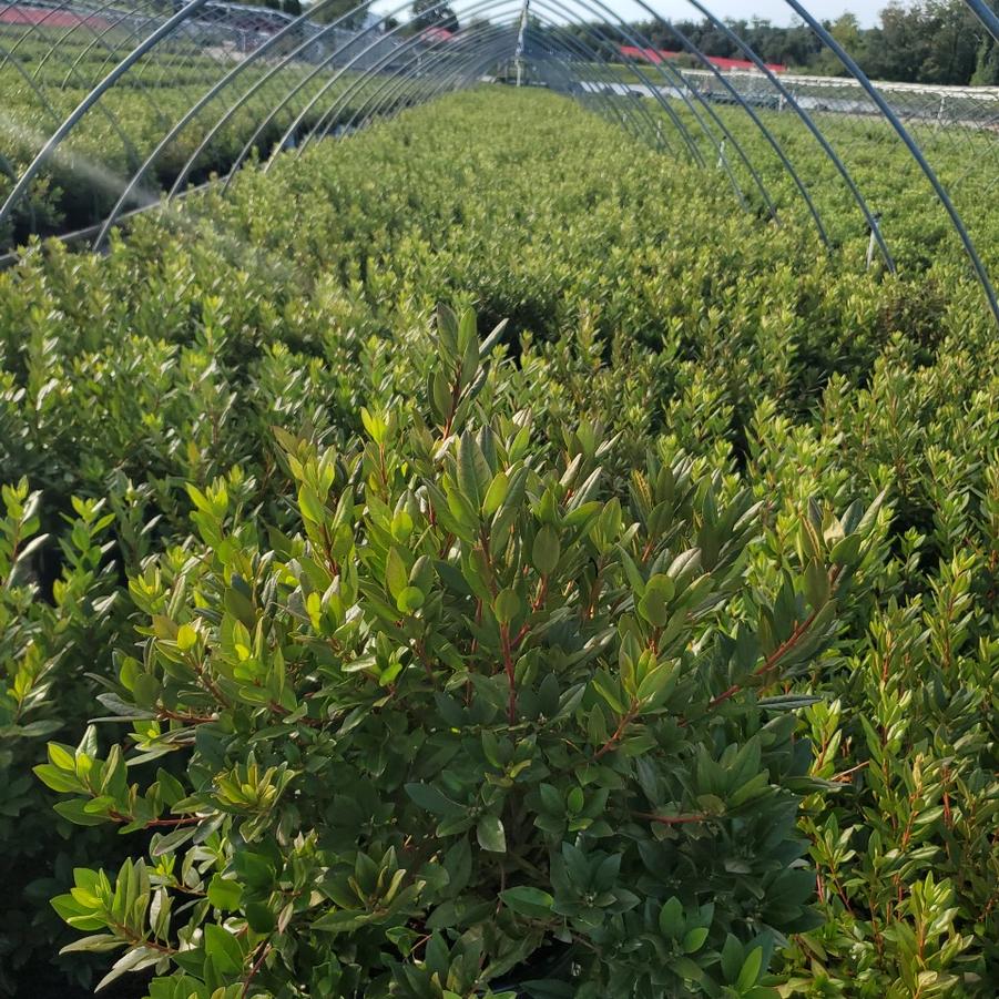 Rhododendron Aglo