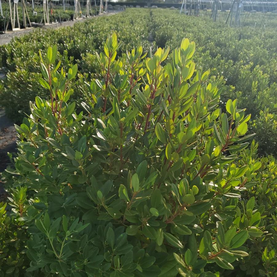 Rhododendron X PJM Elite