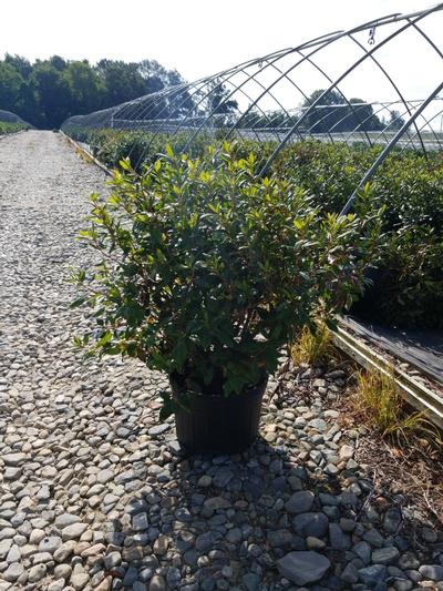 Rhododendron Landmark