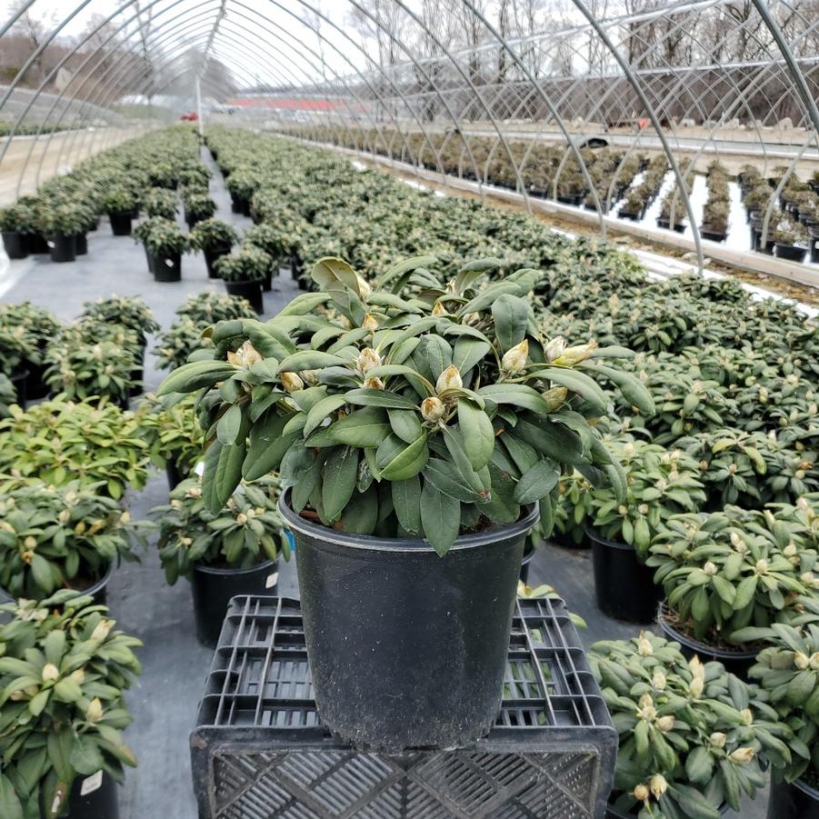 Rhododendron yak. Princess