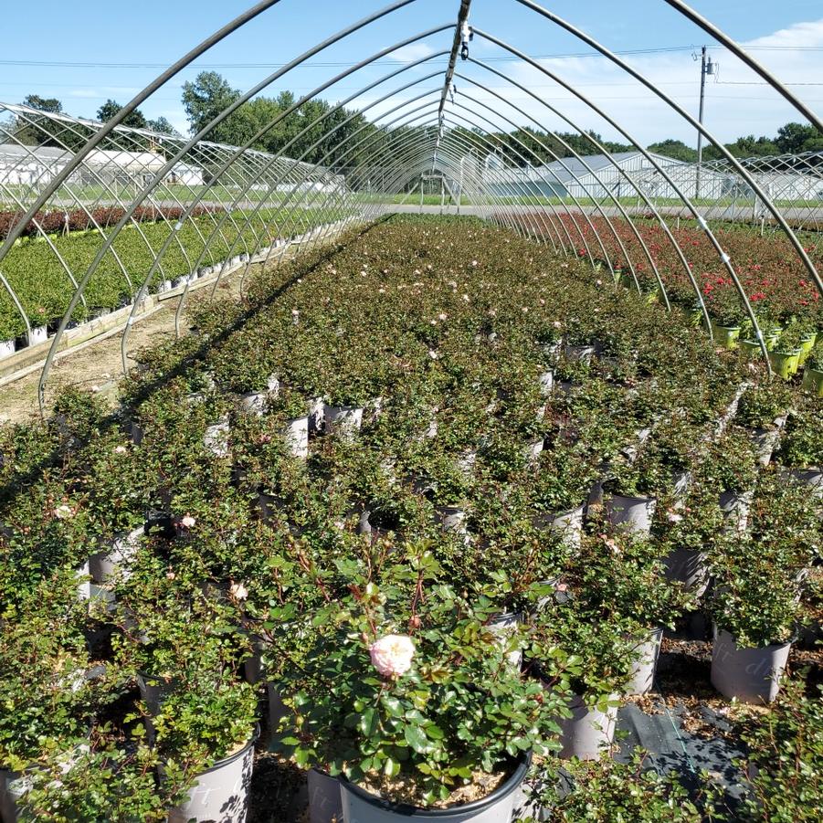 Rosa Apricot Drift®