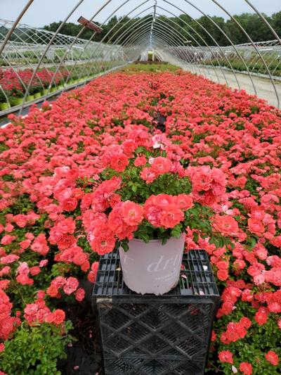 Rosa Coral Drift®