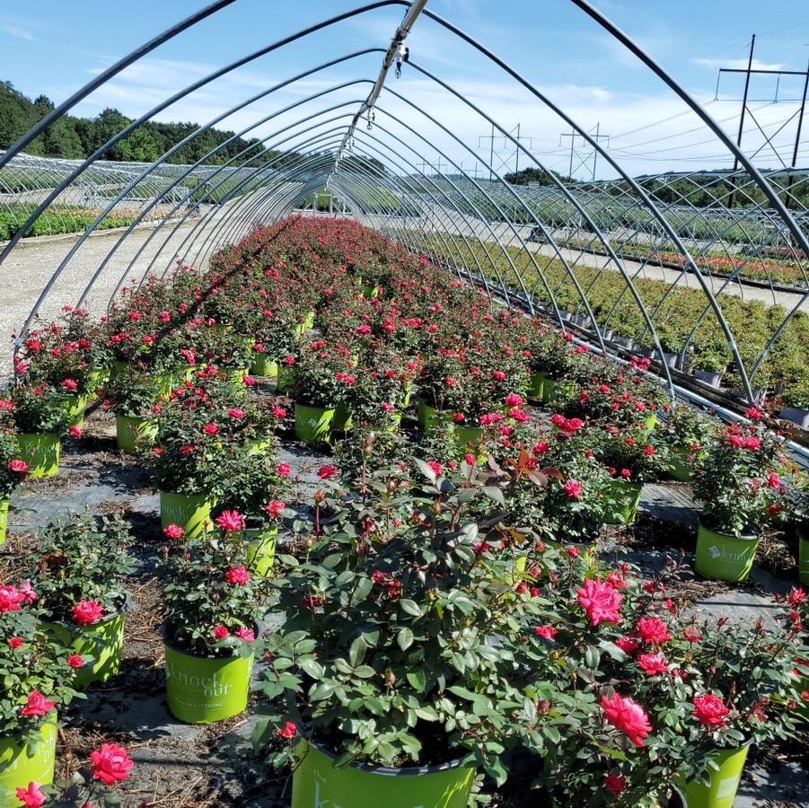 Rosa Double Knock Out®