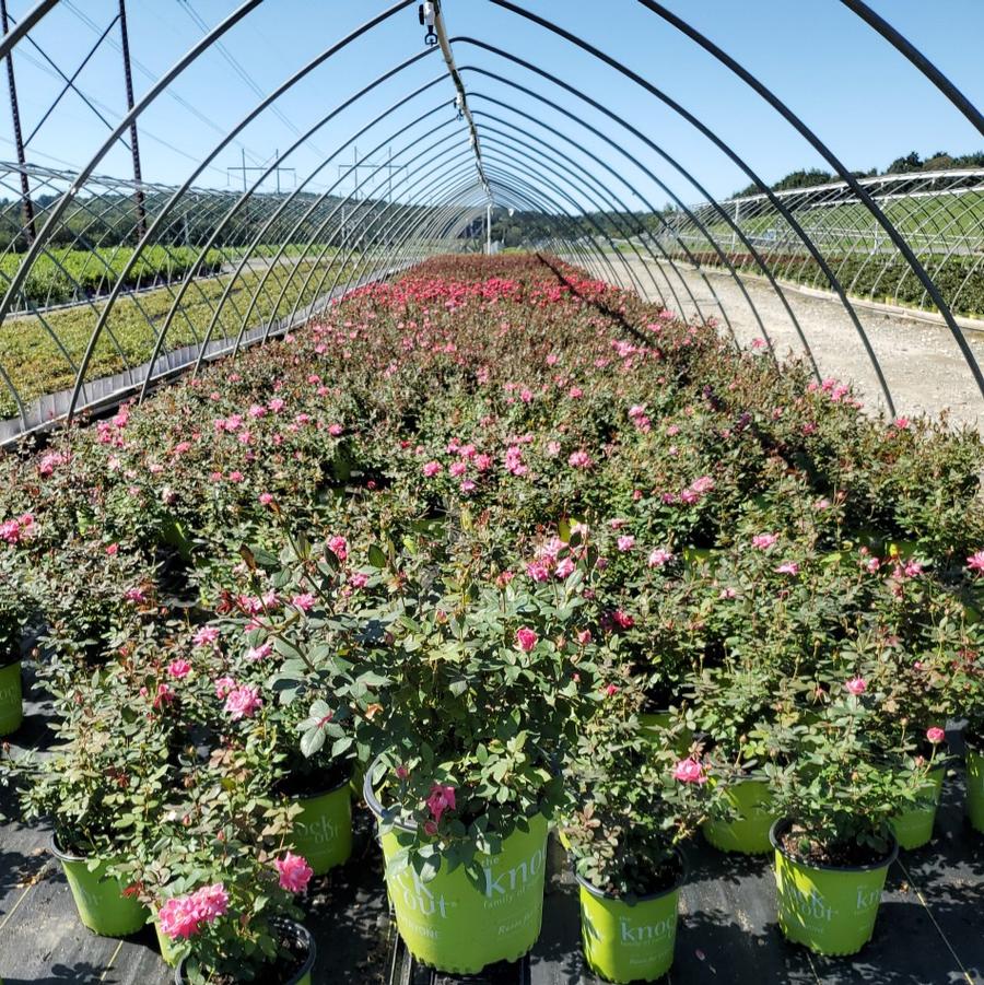 Rosa Double Pink Knock Out®