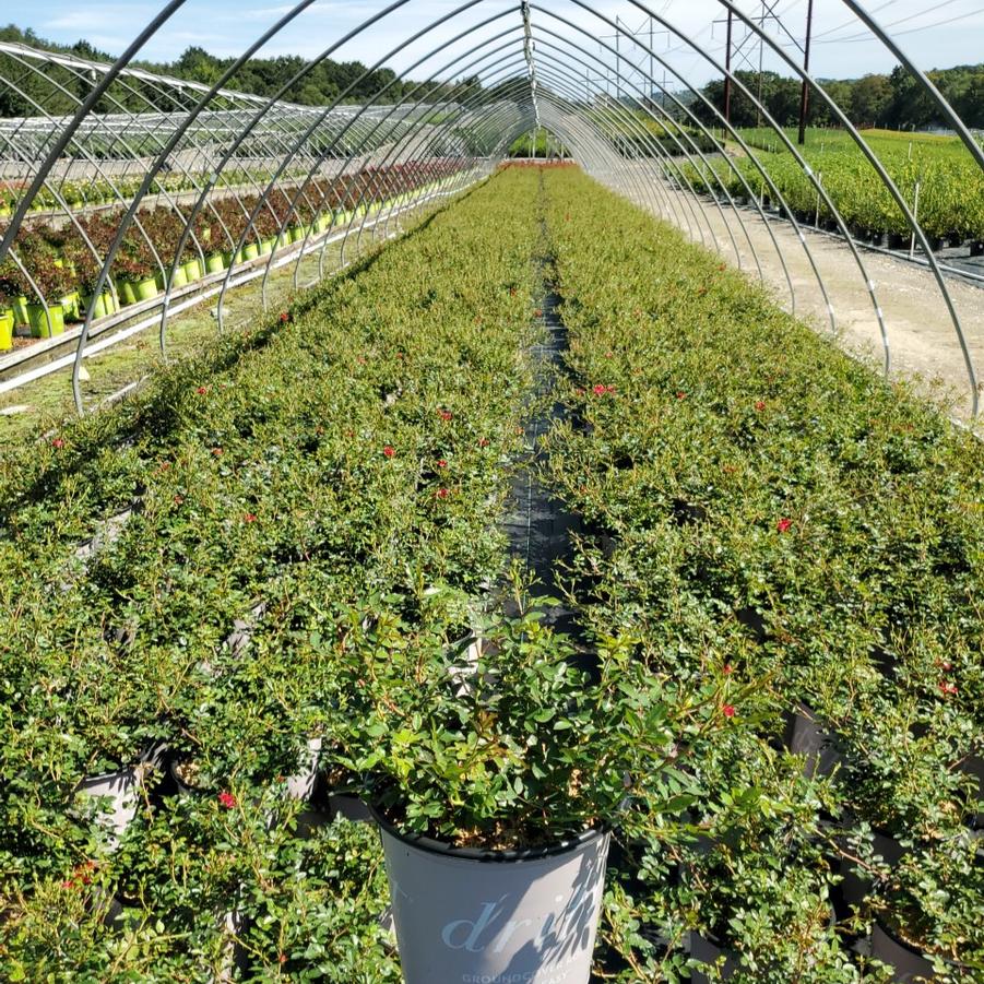 Rosa Red Drift®