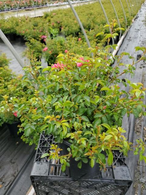 Rosa Flower Carpet- Pink