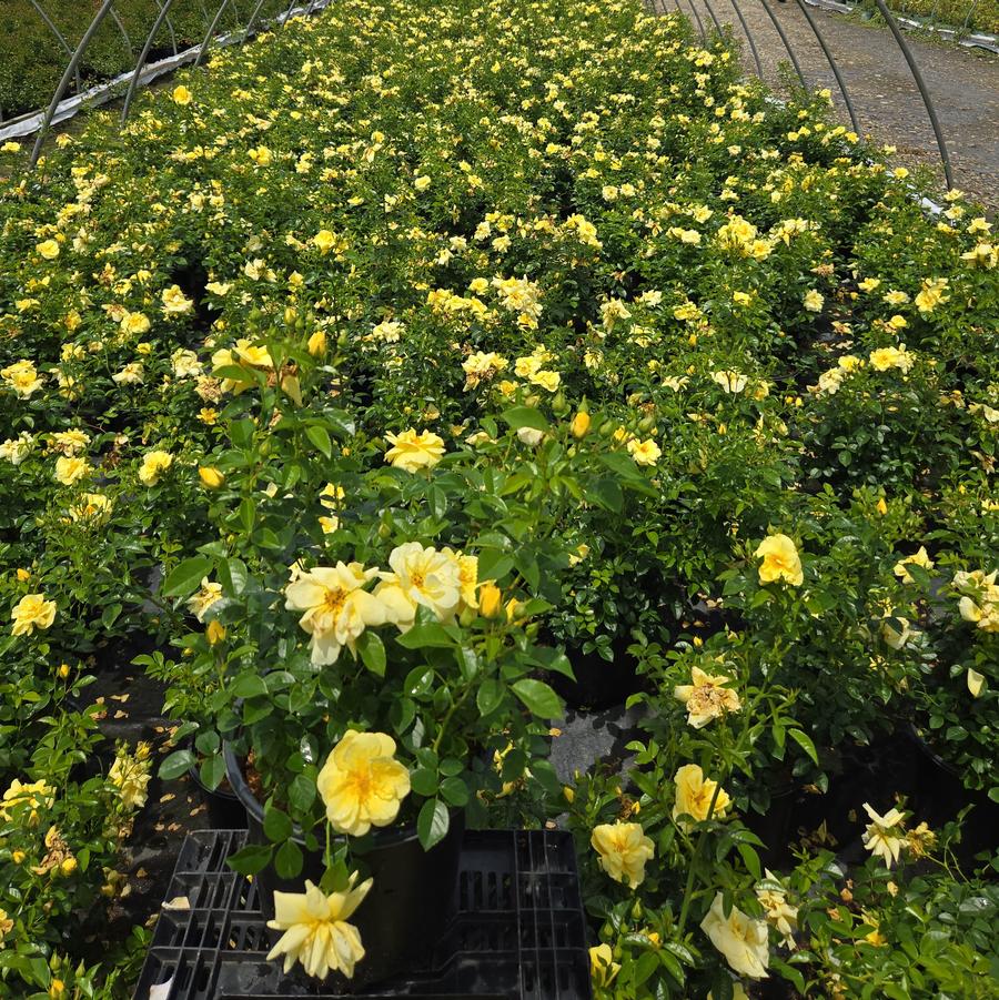 Rosa Flower Carpet- Yellow