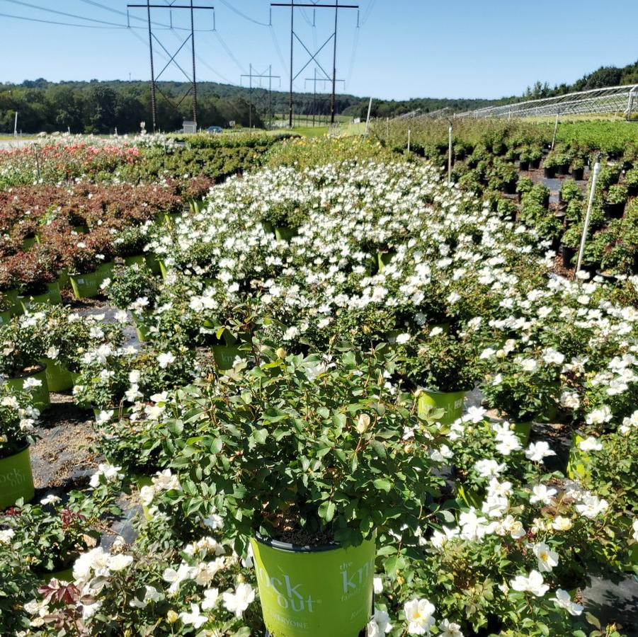 Rosa White Knock Out®