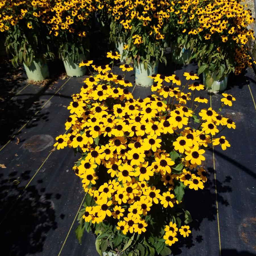 Rudbeckia triloba 