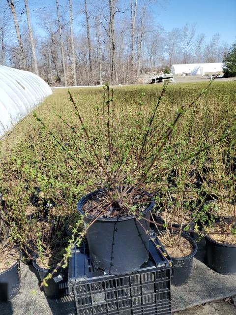 Salix integra 'Hakuro Nishiki'