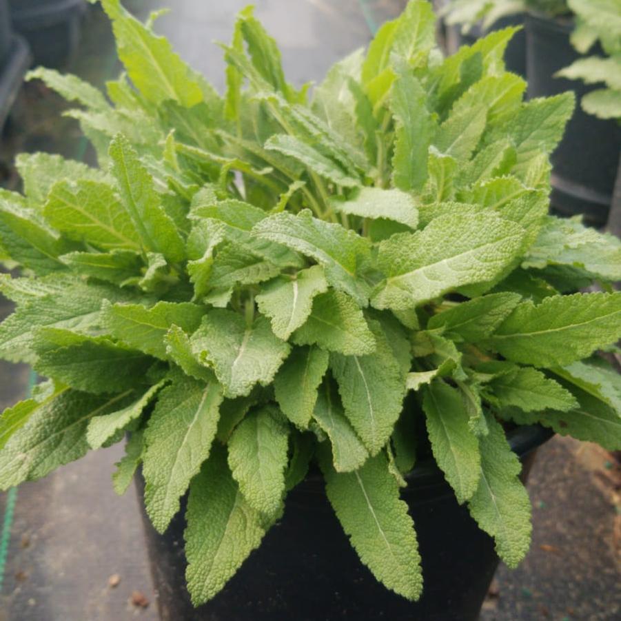Salvia x sylvestris 'Blue Hill'