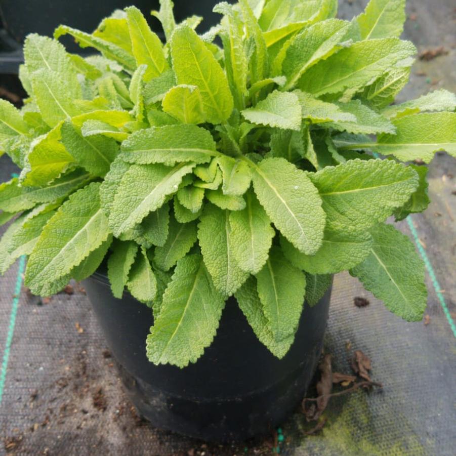Salvia nemorosa 'May Night'