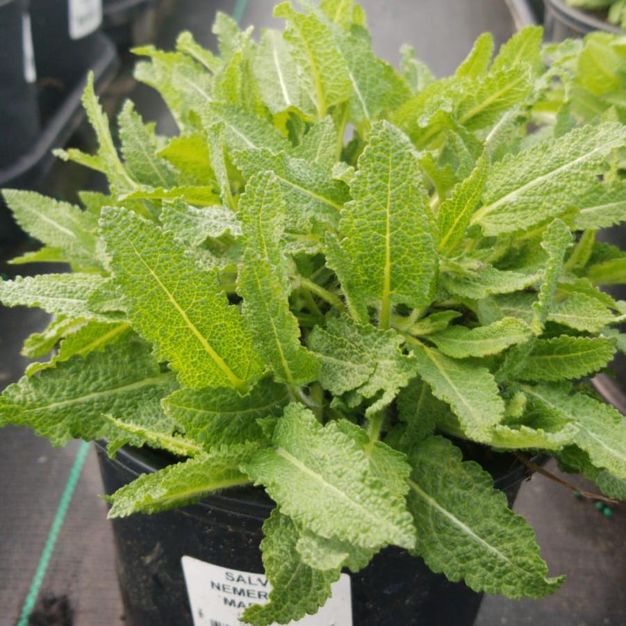 Salvia nemerosa Marcus™