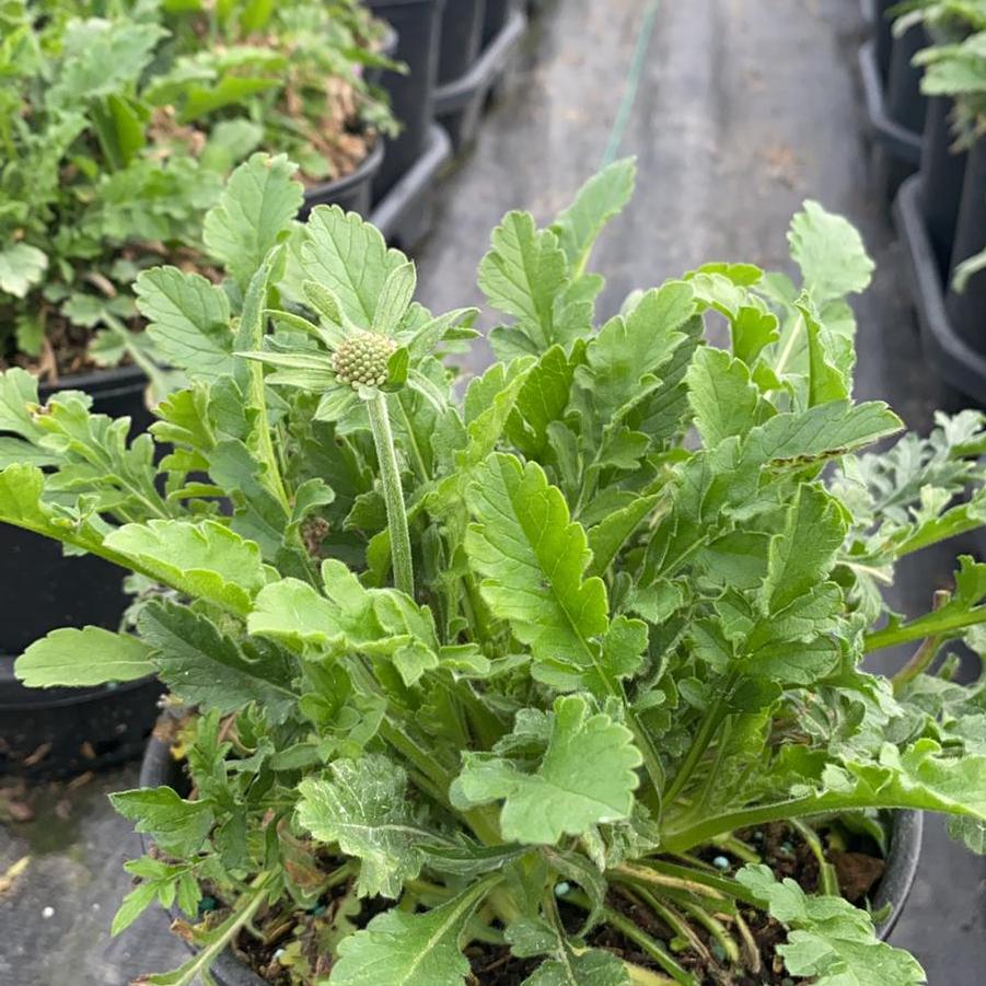 Scabiosa caucasica 'Butterfly Blue'
