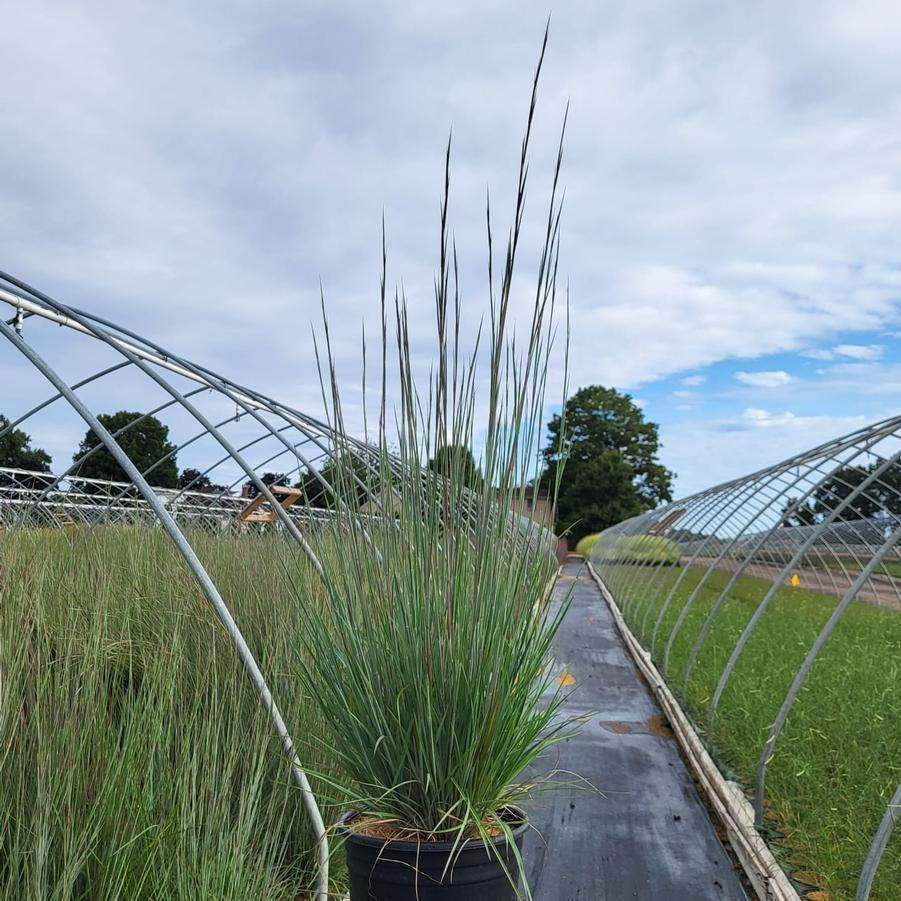 Schizachyrium scoparium 'Prairie Blues'