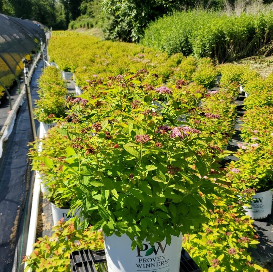 Spiraea x Double Play Big Bang®