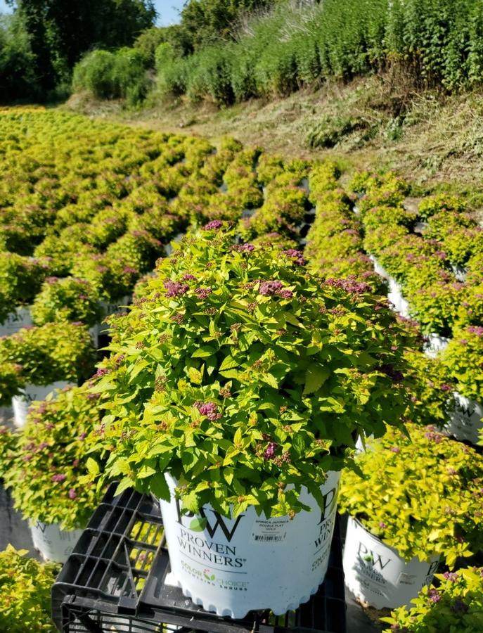 Spiraea japonica Double Play® Gold