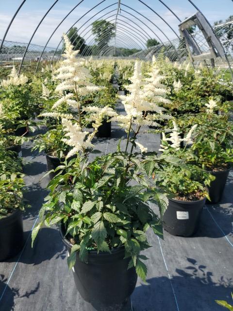 Astilbe japonica 'Deutschland'
