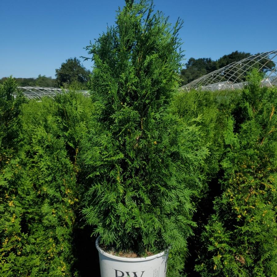 Thuja occidentalis North Pole®