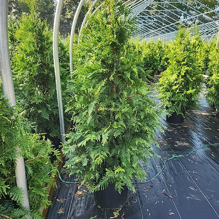 Thuja X 'Green Giant'