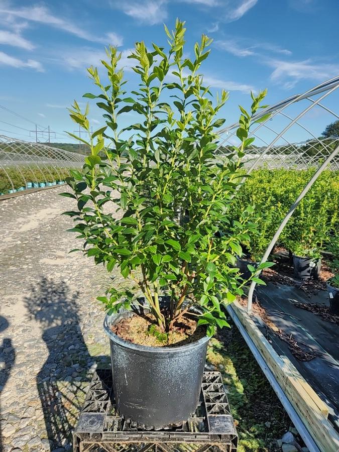 Vaccinium corymbosum 'Bluecrop'