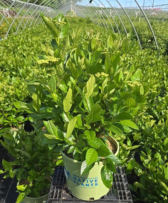 Viburnum nudum 'Winterthur'