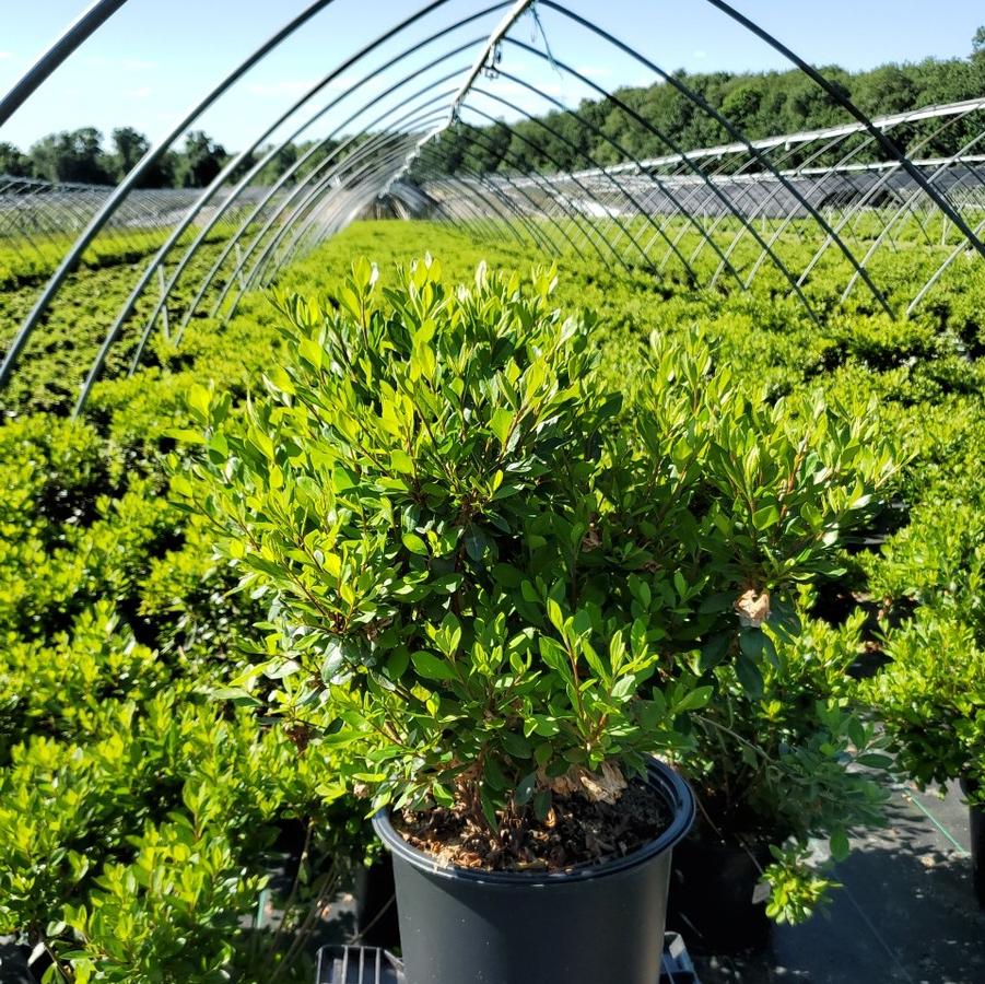 Azalea 'Blaauws Pink'