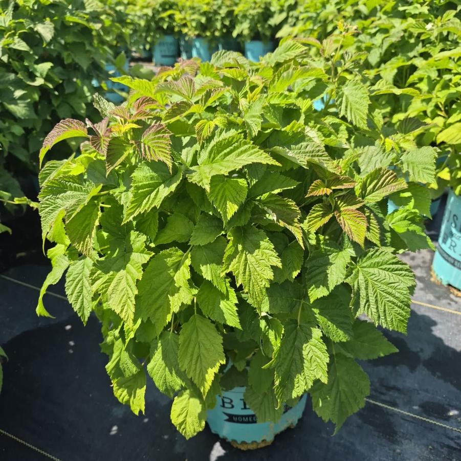 Rubus idaeus Bushel and Berry® Raspberry Shortcake®