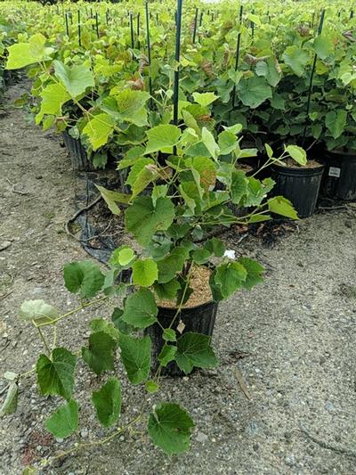 Vitis Canadice