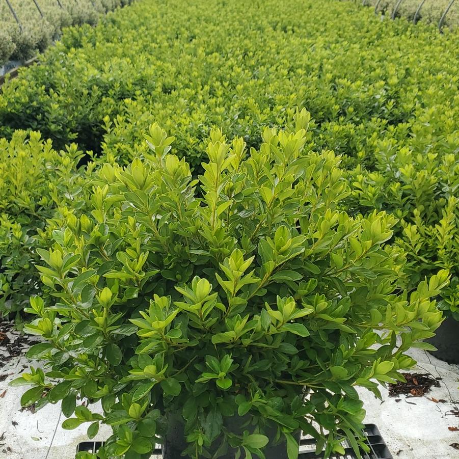 Azalea x 'Delaware Valley White'