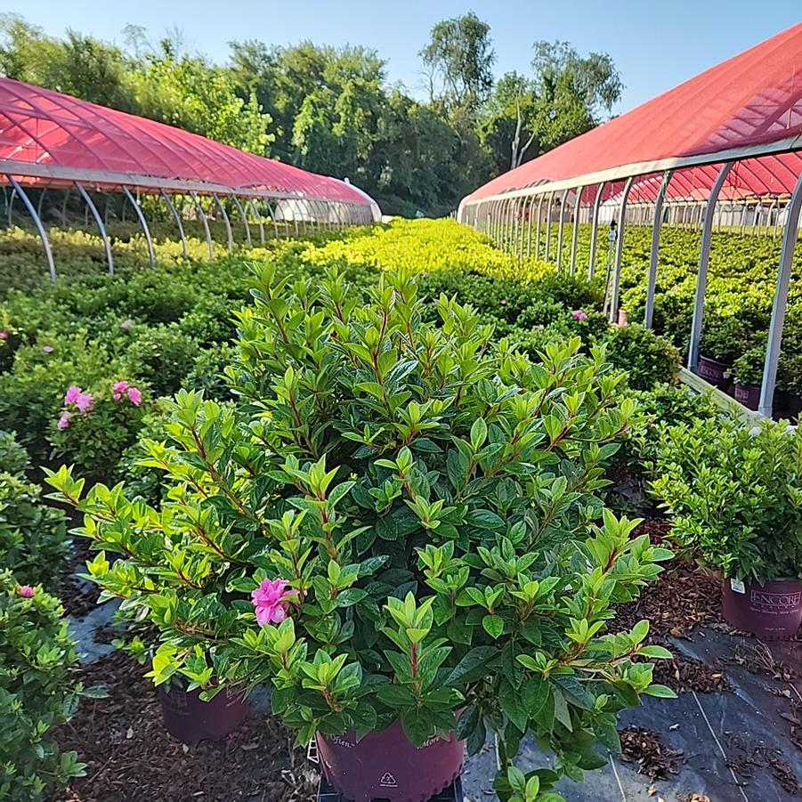Azalea x Encore® Autumn Carnation®