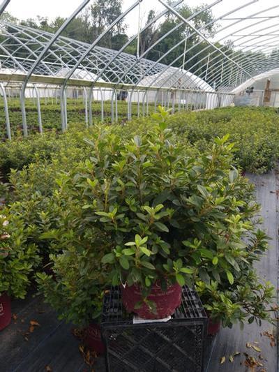 Azalea x Encore® Autumn Twist®