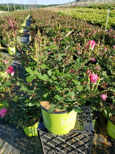 Rosa Pink Knock Out®