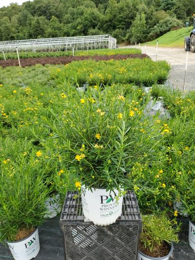 Hypericum x Sunny Boulevard®