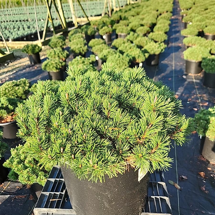 Pinus mugo 'Slowmound'