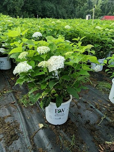 Hydrangea arborescens Incrediball®