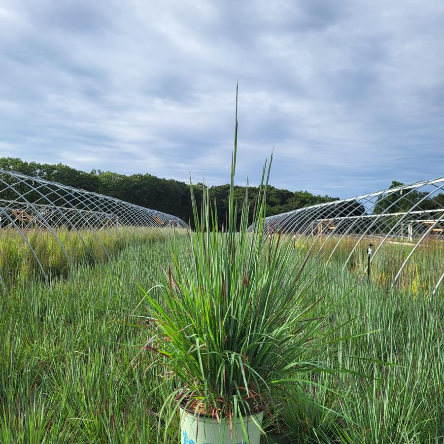 Schizachyrium scoparium 'Standing Ovation'