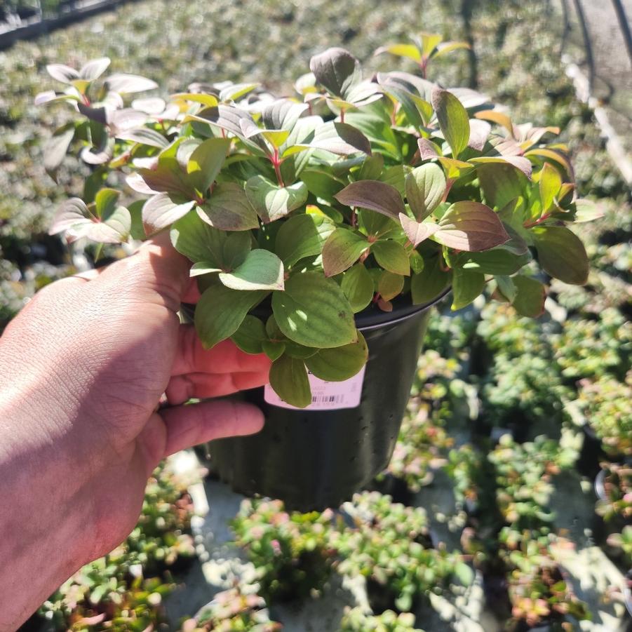Cornus canadensis 