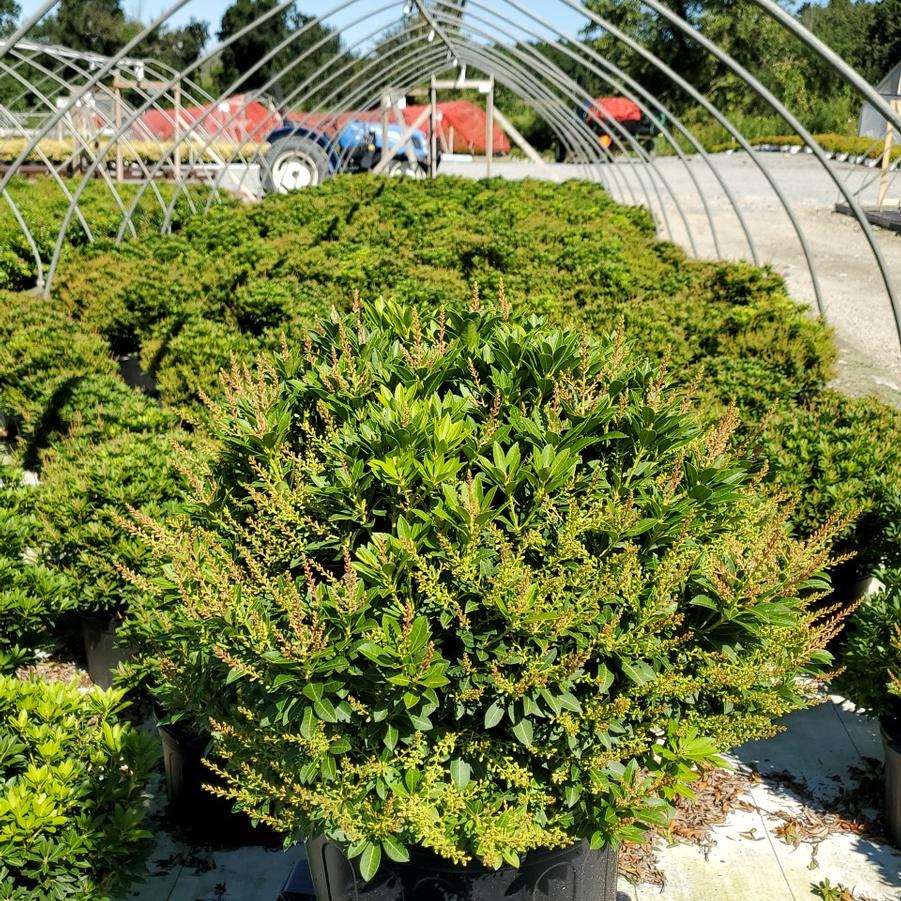 Pieris jap. Cavatine