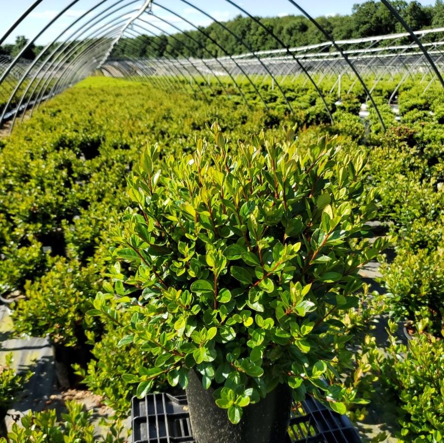 Azalea x 'Stewartstonian'
