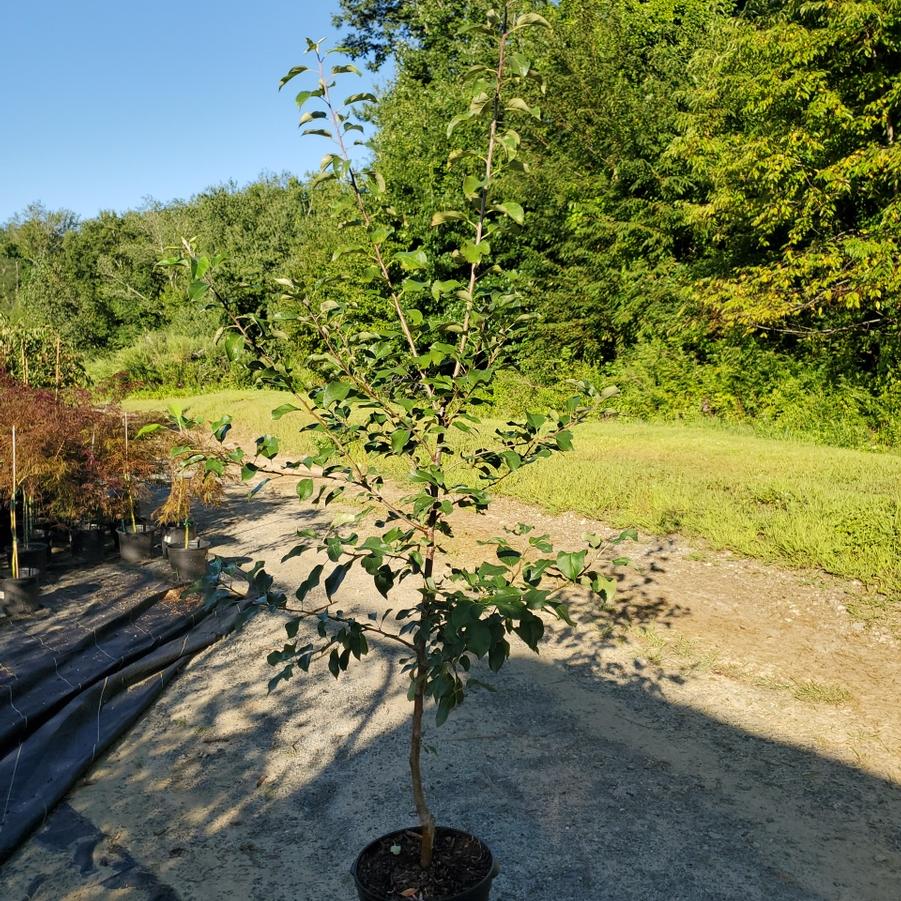 Malus x 'Fuji'